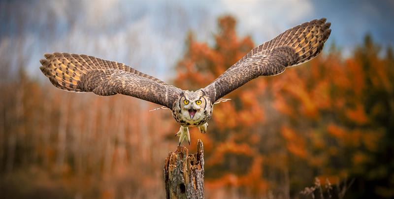 animals Story: These incredible shots of a swimming owl will surely surprise you