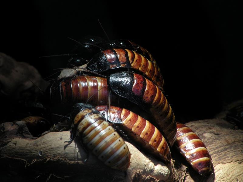 Nature Story: 7. Madagascar Hissing Cockroach