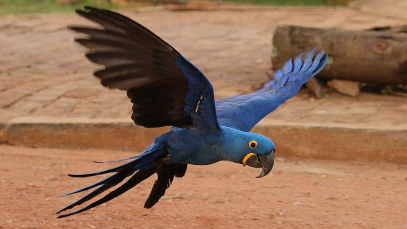Nature Story: 17. Hyacinth Macaw