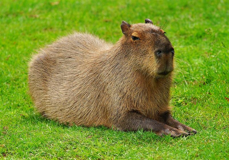 Nature Story: 18. Capybara