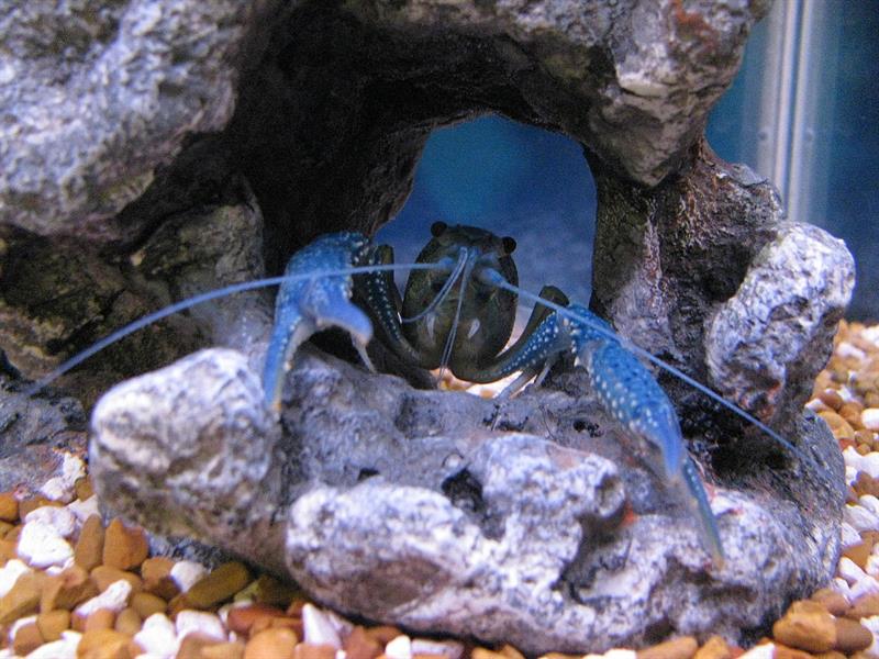 Nature Story: 12. Blue Crayfish