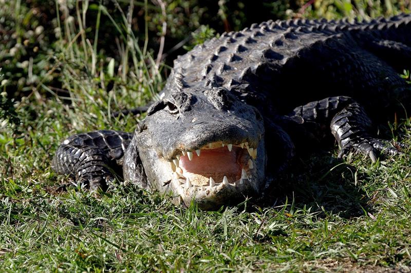 Nature Story: 13. Alligator
