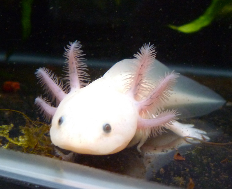 Nature Story: 14. Axolotl
