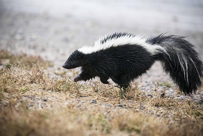 Nature Story: 2. Striped Skunk