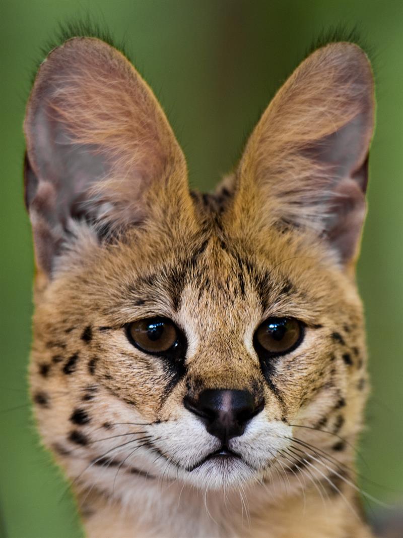 Nature Story: 3. Serval