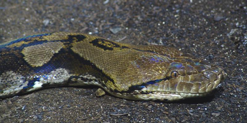 Nature Story: 4. Reticulated Python