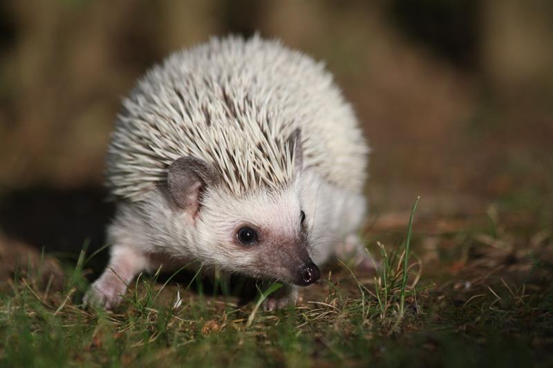 Nature Story: 6. Hedgehog