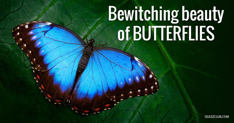 Nature Story: Top 10 most beautiful butterflies in the world