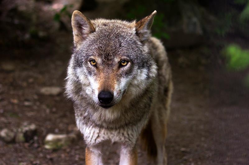 Nature Story: 1.Wolves can live without food for more than a week.
