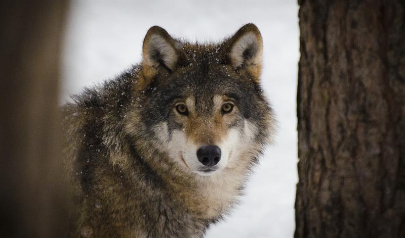 Nature Story: 7. An average wolf can run at the speed of 65 kilometers per hour.