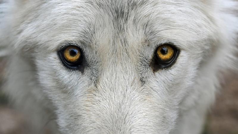 Nature Story: How much do you know about wolves in the wilderness?