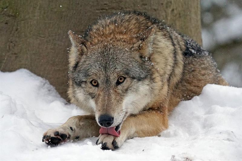 Nature Story: How much do you know about wolves in the wilderness?