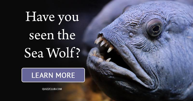 animals Story: These wolves have never howled - curious info about wolffish