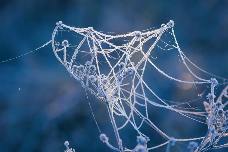 Nature Story: #8 Frozen cobweb