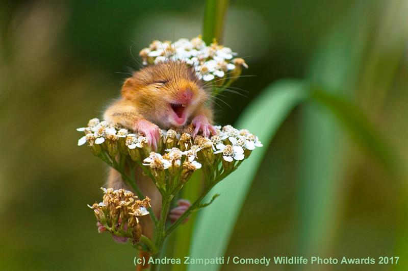 Nature Story: #2 Winner of the Alex Walker's Serian on the Land category "The laughing dormouse" by Andrea Zampatti
