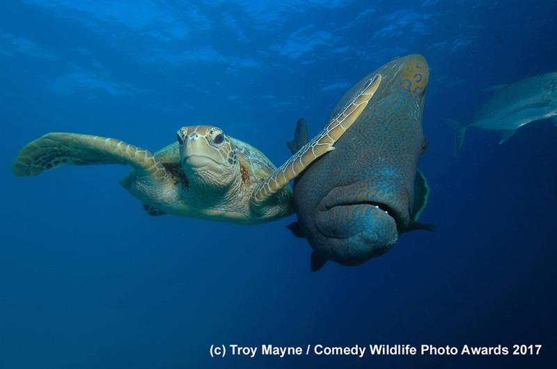 Nature Story: #7 Winner of the Padi under the sea category "Slap" by Troy Mayne