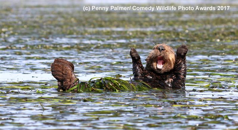 Nature Story: #8 Highly commended "Cheering-sea-otter" by Penny Palmer