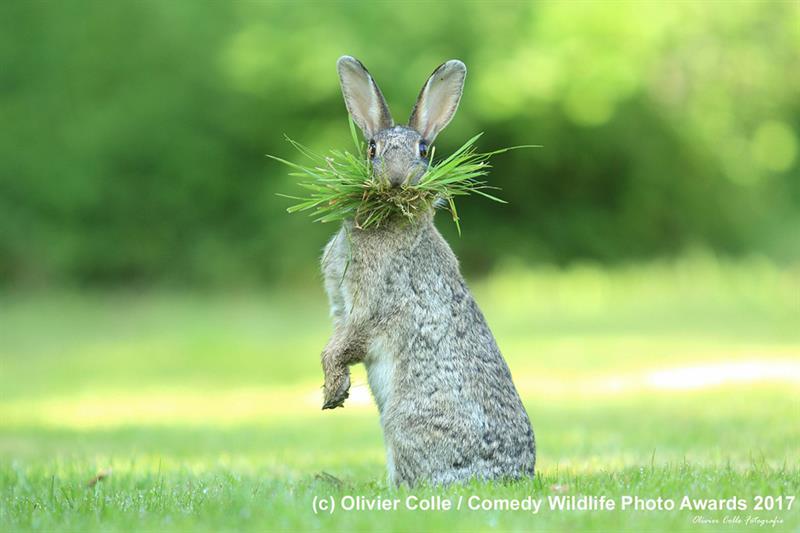 Nature Story: #11 Highly commended "Eh What's up doc?" by Olivier Colle