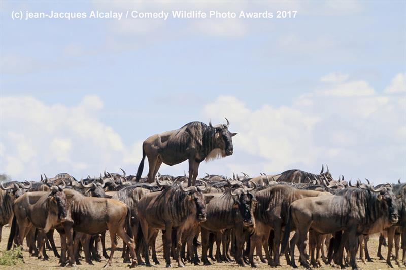 Nature Story: #12 Highly commended "Animal encounters" by Jean Jacques Alcalay