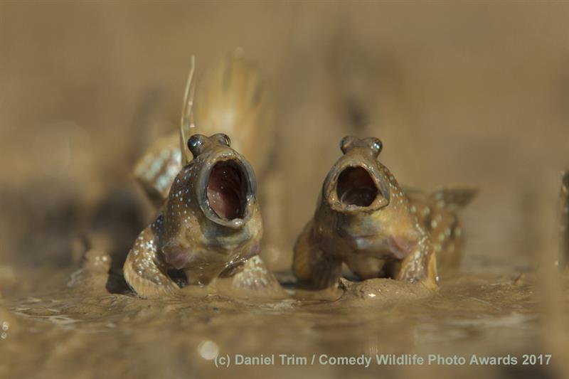 Nature Story: #14 Highly commended "Mudskippers got talent" by Daniel Trim