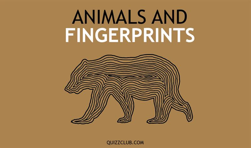 Animals also have unique fingerprints 