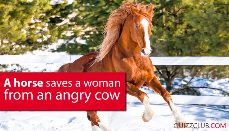 Society Story: A horse saves a woman from an angry cow