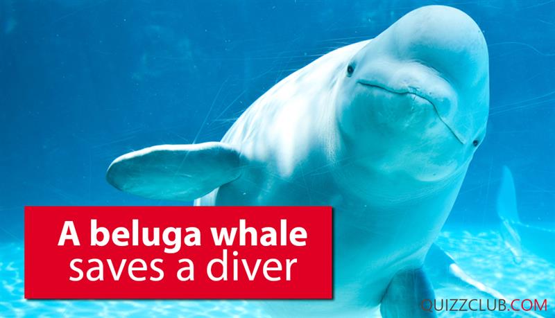 Society Story: A beluga whale saves a diver