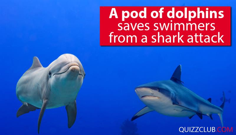 Society Story: A pod of dolphins saves swimmers from a shark attack