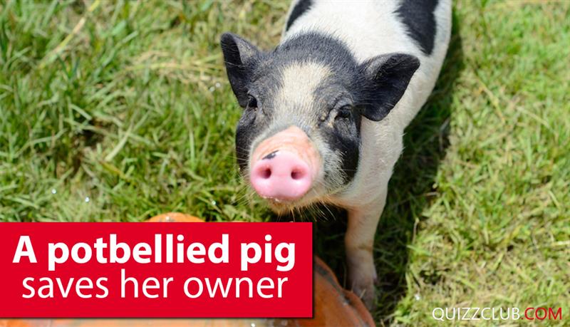 Society Story: A potbellied pig saves her owner