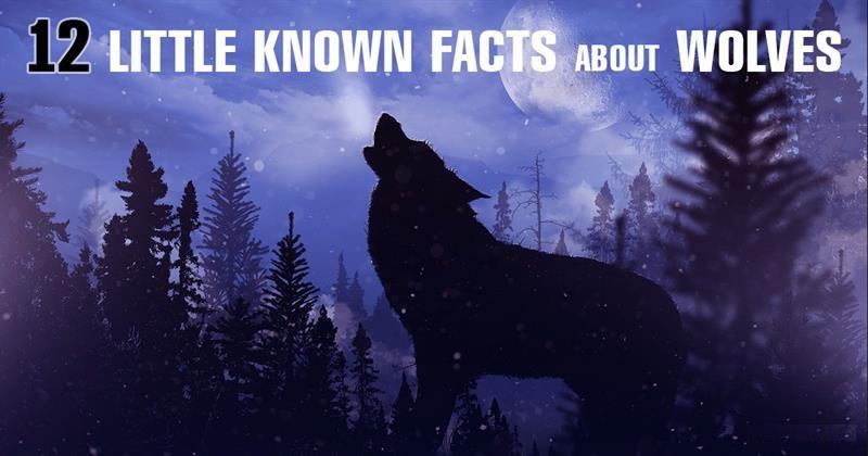 Nature Story: How much do you know about wolves in the wilderness?