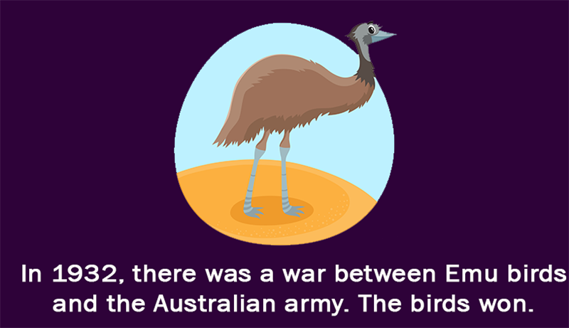 Culture Story: In 1932, there was a war between Emu birds and Australian army. The birds won.