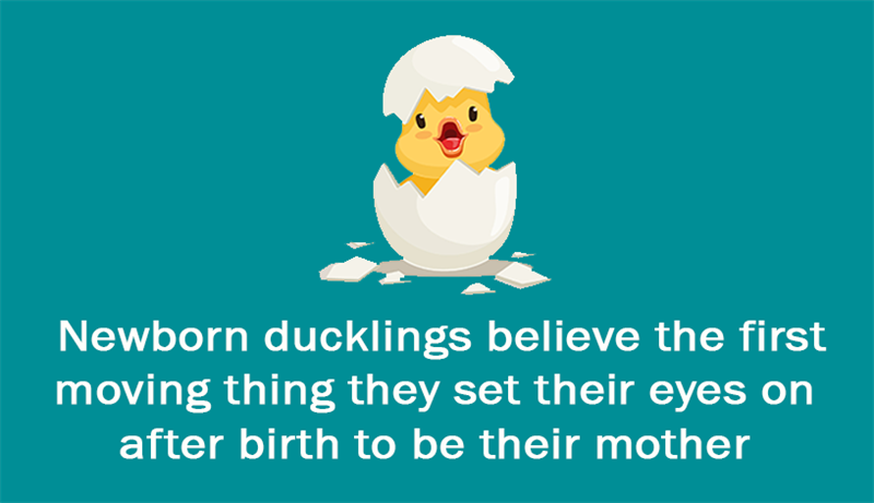 Culture Story: Newborn ducklings believe the first moving thing they set their eyes on after birth to be their mother