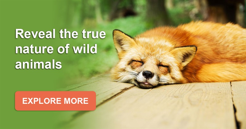 25 mind-blowing facts about wild animals | Wild Animals | QuizzClub
