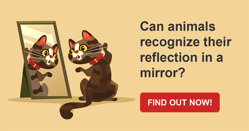 Geography Story: Funny and unexpected reaction of different animals to their own image in a mirror!
