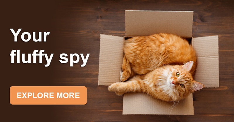 Science Story: Why do cats sleep in empty boxes? The greatest mystery is finally revealed