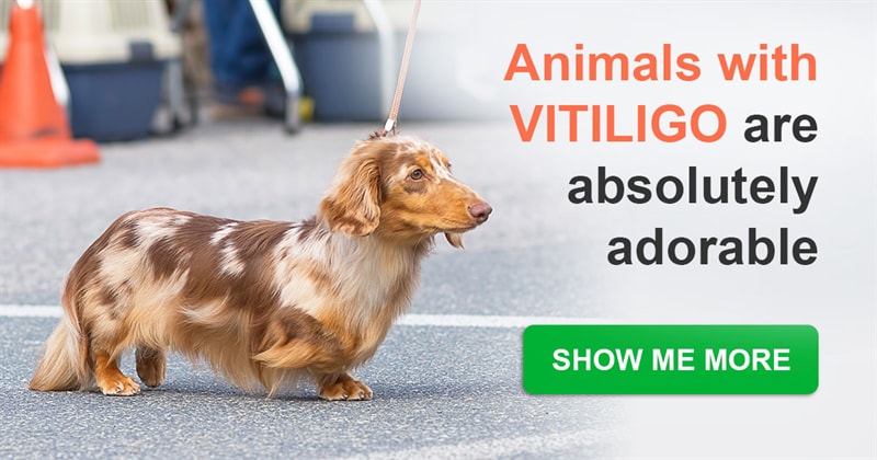 animals Story: 10 animals with vitiligo disease who run out of ink