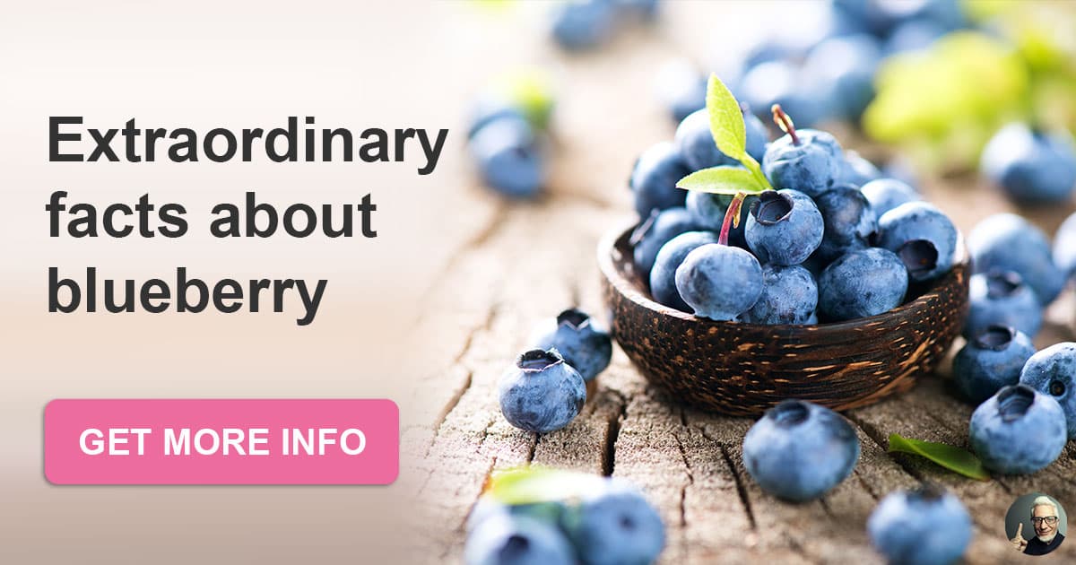 Blueberry Interesting Facts About The Native QuizzClub