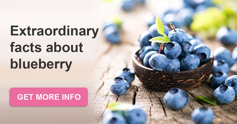 Culture Story: Blueberry - interesting facts about the native plant of North America