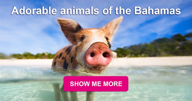 animals Story: Pig Beach - the island of the cutest pigs in the Caribbean Sea