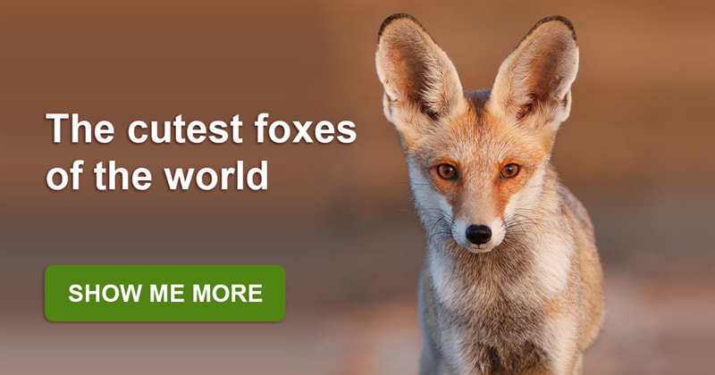 Nature Story: The most beautiful species of foxes in the world