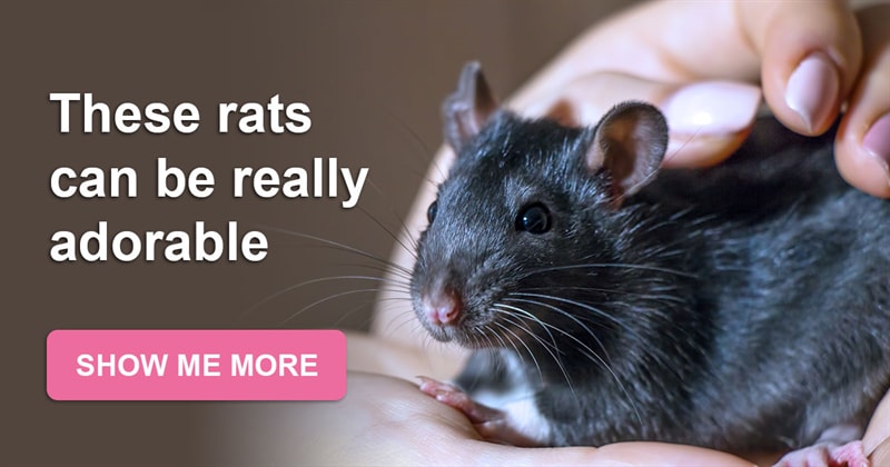 animals Story: We bet you didn't believe that rats could be so lovely