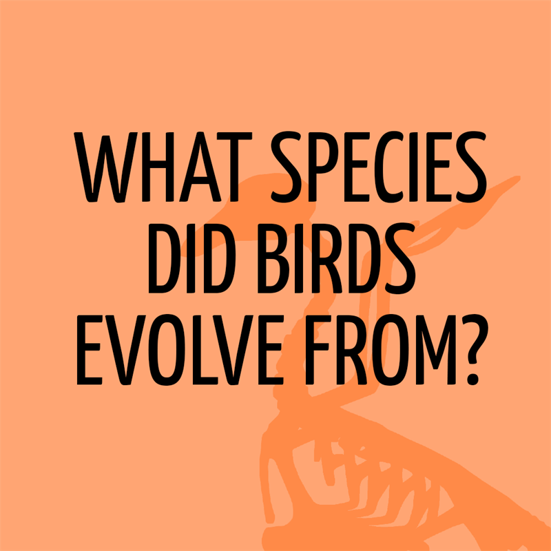 Science Story: What species did birds evolve from?