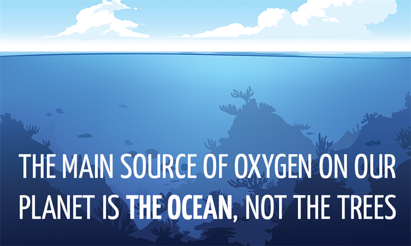 History Story: The main source of oxygen on our planet is the ocean, not the trees