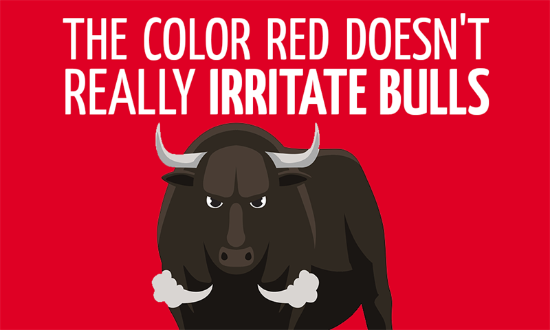 History Story: The color red doesn't really irritate bulls