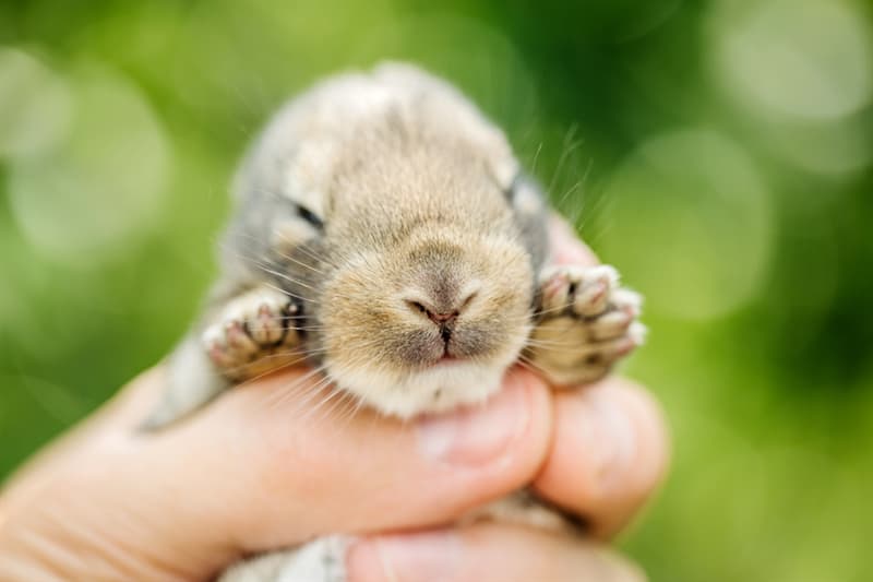 animals Story: Baby bunny