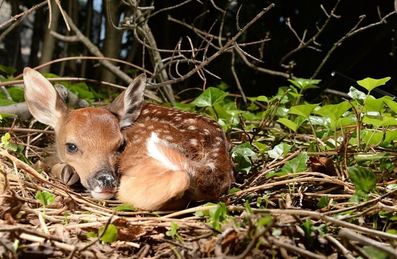 animals Story: Baby deer