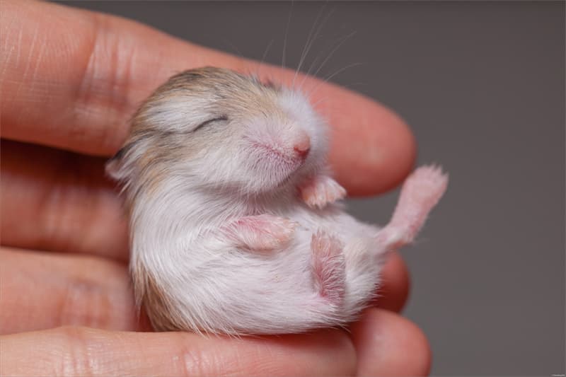 animals Story: Baby hamster