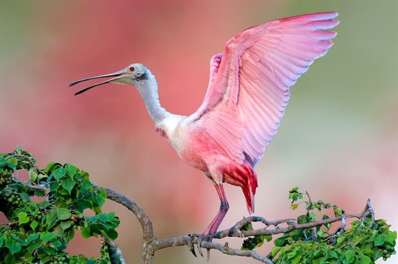 animals Story: Roseate Spoonbill