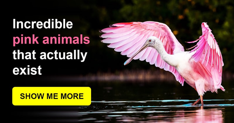 animals Story: Animals in pink: the most unexpected beauty of nature