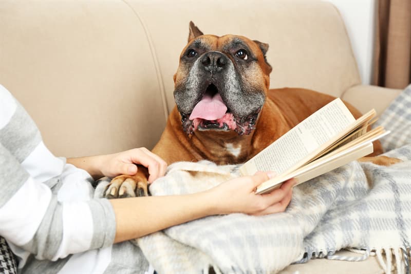 animals Story: #11 Dogs can comprehend at least 150 words
